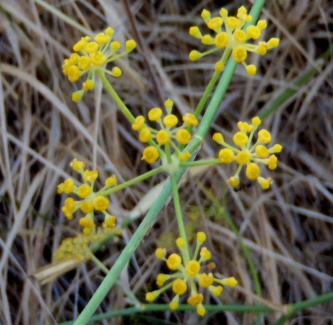 Foeniculum vulgare